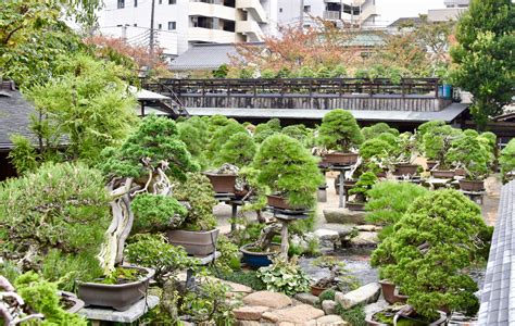 Vue panoramique du jardin du Musée d'art du bonsaï d'Ōmiya