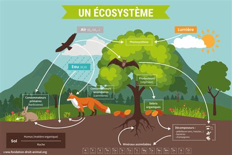 Schéma montrant l'interaction des différents éléments dans un écosystème de permaculture