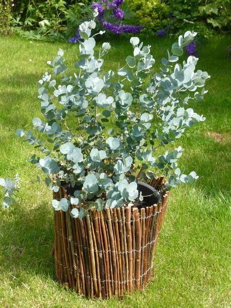 Eucalyptus gunnii en pot sur une terrasse