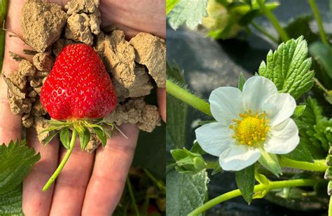 Comparaison visuelle entre les fraises de la MAXIBECHE K et le système de labour de la ST 2961 R