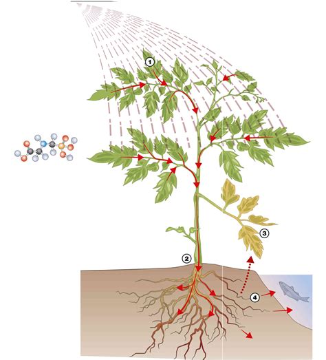 Schéma illustrant le mode d'action systémique du glyphosate sur une plante