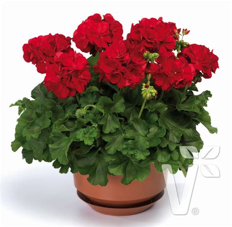 Plan général d'une potée de Géranium Calliope Dark Red en pleine floraison