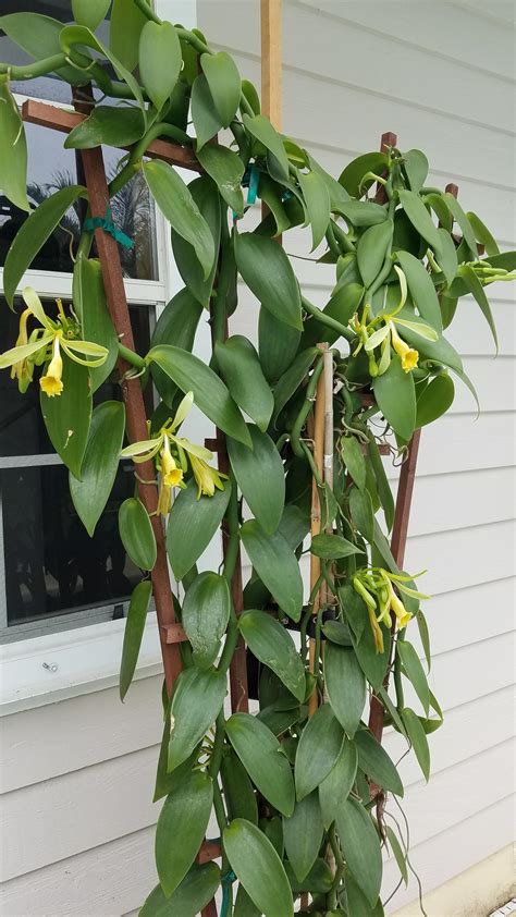 Illustration botanique d'une liane de Vanilla planifolia grimpant sur un support naturel avec ses fleurs jaune pâle et ses gousses matures