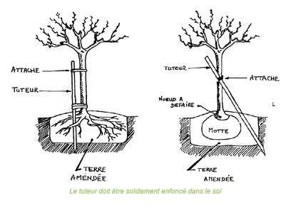 Schéma explicatif montrant le tuteurage d'un vanillier en pot avec ses racines aériennes s'agrippant au support fibreux
