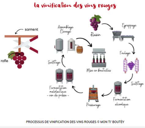 Schéma illustrant la vinification traditionnelle et le travail en barriques dans le chai