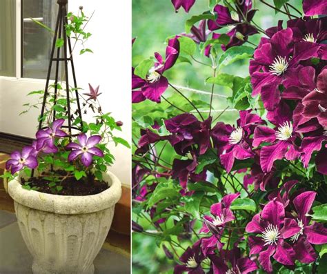 clématite en fleurs sur un support vertical