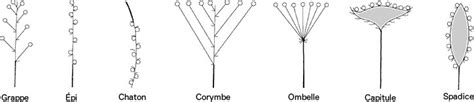 Schéma explicatif des différentes formes d'inflorescences : boule vs tête plate.
