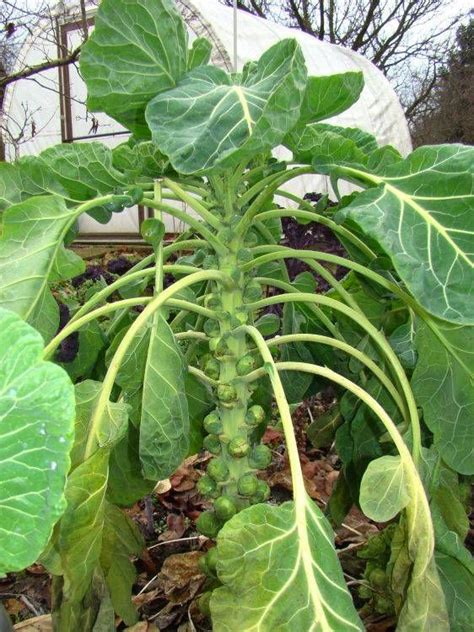 Assortiment de choux variés au potager