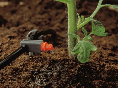 Système d'arrosage goutte à goutte installé