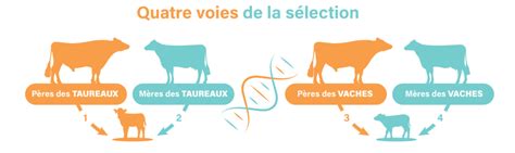 Schéma de sélection génétique des variétés résistantes