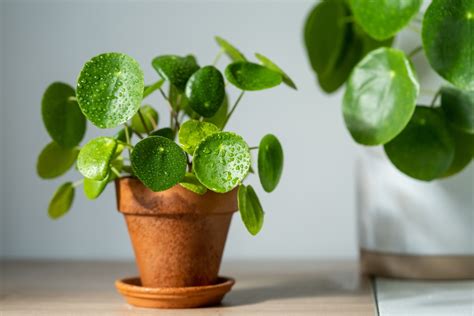 Jeune pousse de Pilea fraîchement rempotée dans un pot en terre cuite