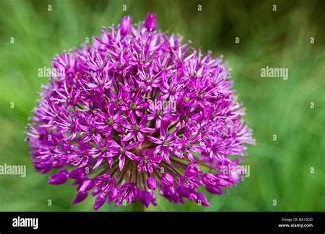 Gros plan sur une fleur d'allium violette au milieu d'un feuillage vert luxuriant