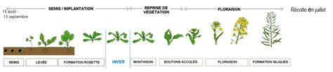 Schéma illustrant le cycle de développement du colza et les fenêtres optimales d'intervention herbicide
