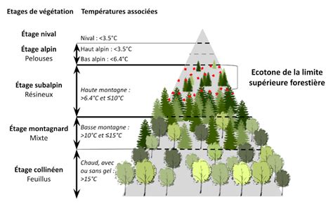 Schéma explicatif de l'étagement dans un jardin-forêt