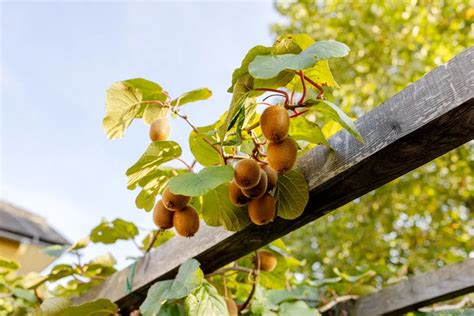Plan de culture du kiwi en pot