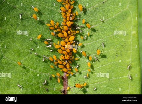 Photo macro d'une colonie de pucerons Aphis nerii sur une tige de laurier-rose