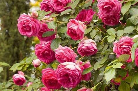 Photographie des roses 'Pierre de Ronsard®' grimpantes