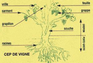 Schéma illustrant les différentes parties d'un pied de vigne