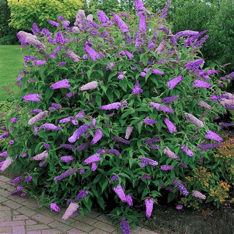 Illustration botanique d'un Buddleia davidii en pleine floraison