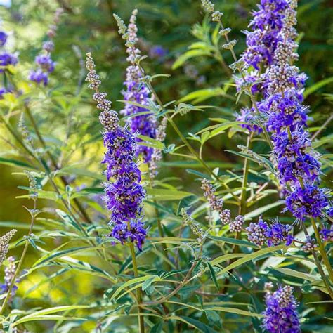 Comparaison visuelle entre un Buddleia et un Vitex agnus-castus (Gattilier)