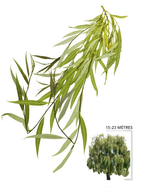 Illustration botanique montrant la diversité des ports du saule : pleureur, érigé et arbustif
