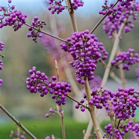 Illustration d'un Callicarpa bodinieri couvert de ses baies violettes caractéristiques en automne