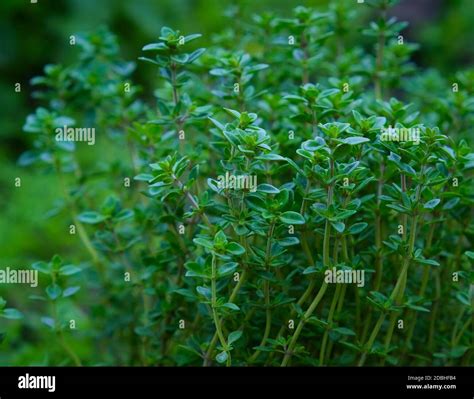 Plan de thym en pleine croissance dans un jardin ensoleillé