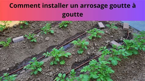 Schéma d'installation goutte à goutte dans un massif étroit