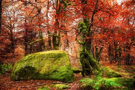 Forêt pyrénéenne en automne