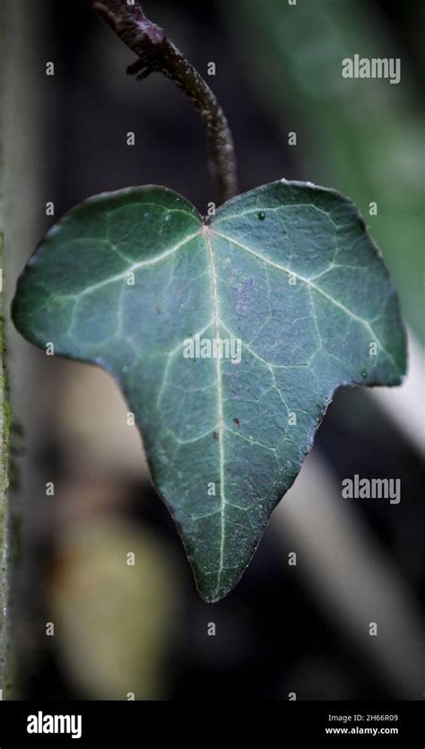 feuilles de lierre Hedera helix en gros plan