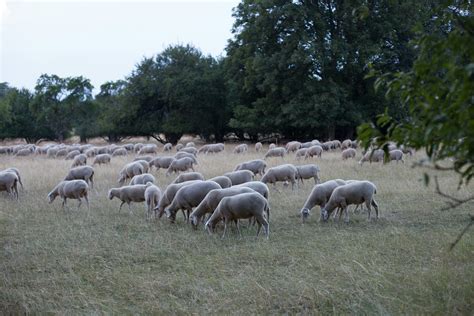 Moutons paissant dans un champ