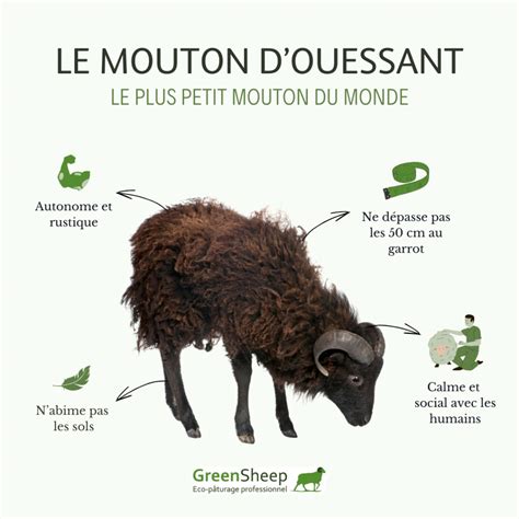 Mouton d'Ouessant broutant de l'herbe