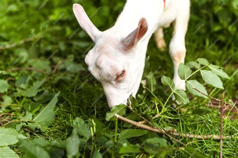 Chèvre grignotant des feuilles d'arbuste