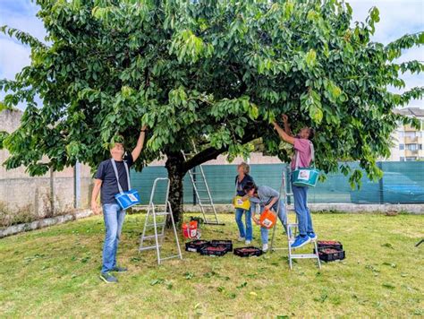 Bénévoles lors d'une cueillette solidaire