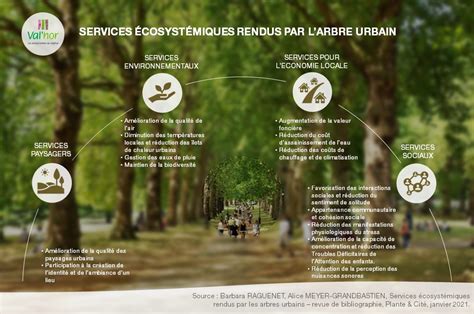 Infographie des services écosystémiques des arbres