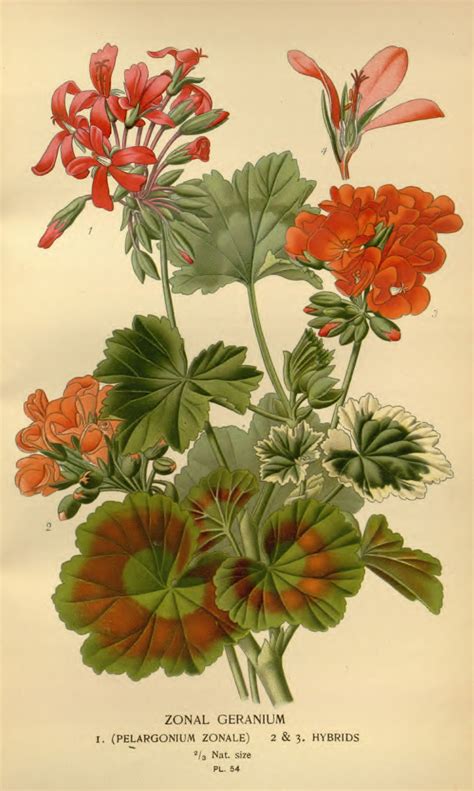 Illustration botanique comparant un Pelargonium et un Geranium