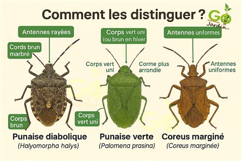 Schéma comparatif entre la punaise verte et la punaise diabolique