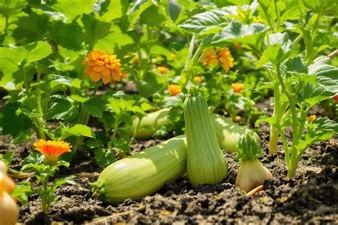 Schéma de compagnonnage au potager : courgettes et fleurs associées
