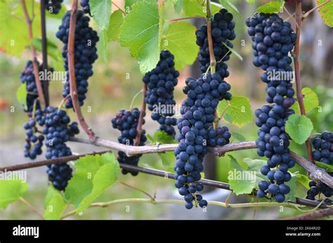 Grappes de raisin mûres sur la vigne