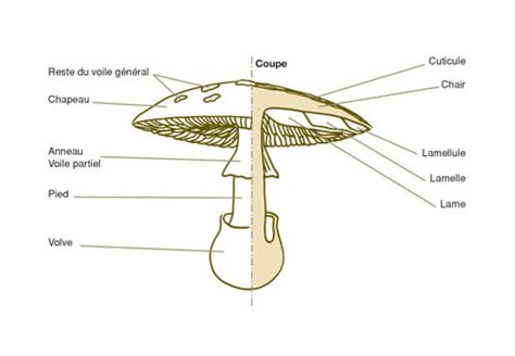 Schéma illustrant le voile sous le chapeau d'un champignon