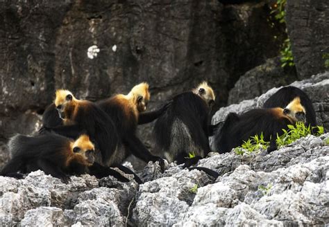 Le langur de Cat Ba dans son habitat naturel