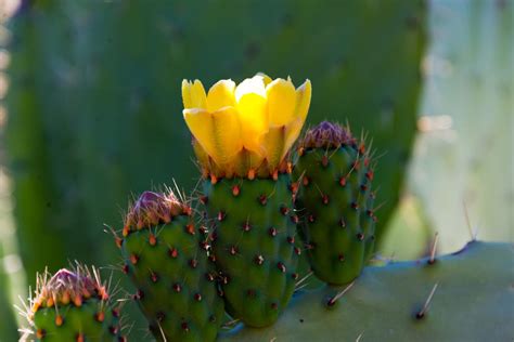 Photographie macro d'une fleur de figuier de barbarie montrant les détails des étamines