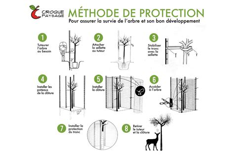 Schéma explicatif des zones de protection des arbres dans un plan local d'urbanisme