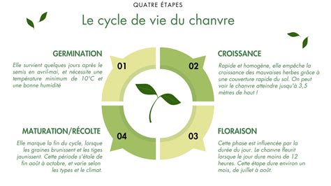 Infographie montrant le cycle de croissance et de récolte des fruits