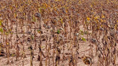 Effets de la sécheresse sur les cultures agricoles