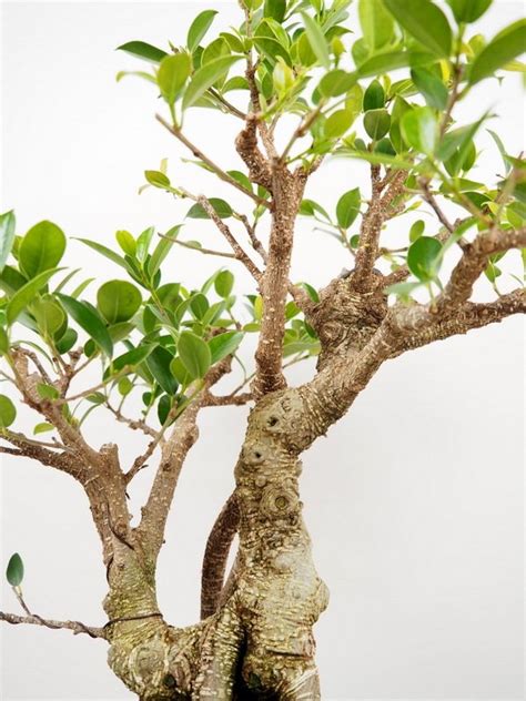 Bonsaï Ficus retusa avec une base de tronc renflée