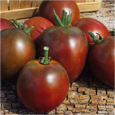 Gros plan sur une variété ancienne de tomate aux formes irrégulières et à la couleur intense