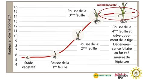 Cycle de croissance de l'herbe et fréquences de tonte recommandées