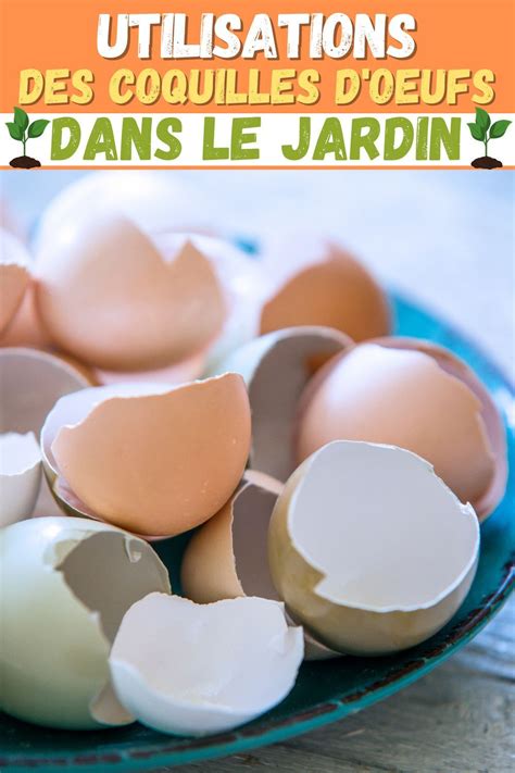 infographie montrant les différentes utilisations des coquilles (jardin, maison, poulailler)