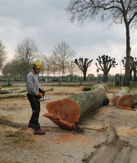 Arbre en cours d'abattage par démontage